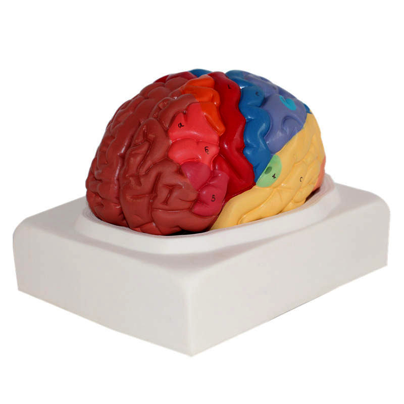 Farverig 2-delt Hjernemodel til Undervisning og Dekoration