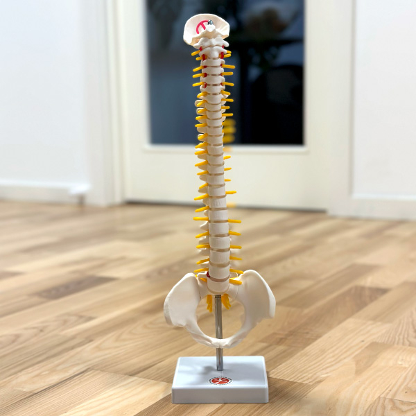 Anatomisk rygsøjle med bækken - 43 cm til undervisning!