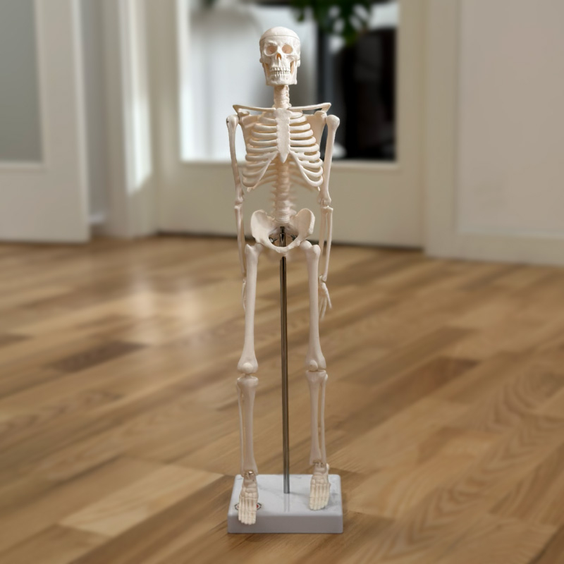 Miniaturskelet 45 cm – Fleksibel og Vaskbar PVC!