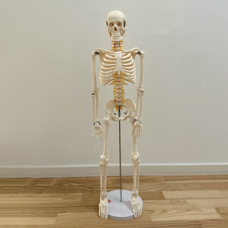 85 cm Anatomisk Skelet med Nerver – Fantastisk Udsalg!