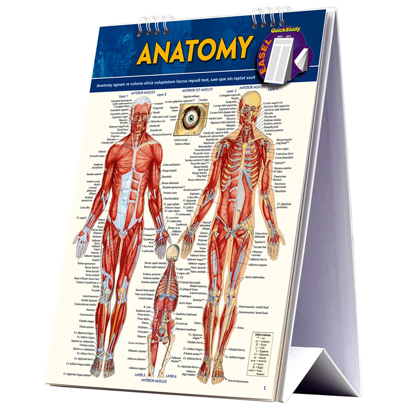 Anatomisk Easel Bog: Hurtig Reference til Anatomi Studier
