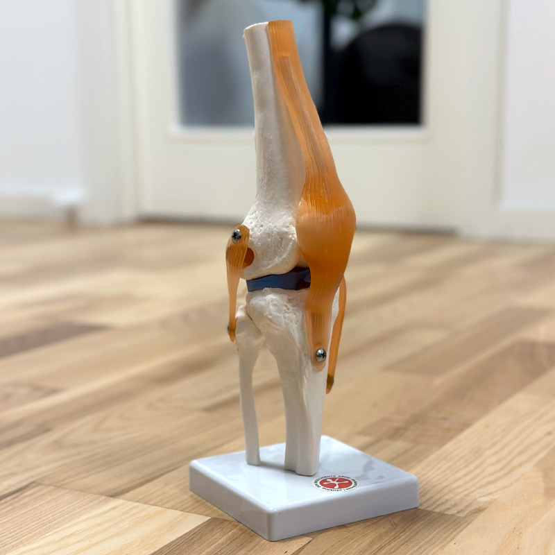Anatomisk knæled med fleksible ligamenter – Fantastisk tilbud!